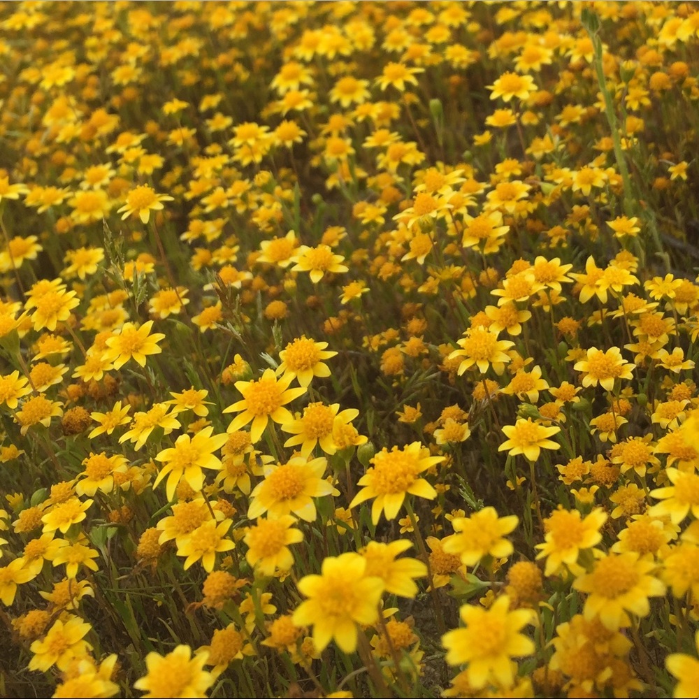 Meet your Posher, Tina